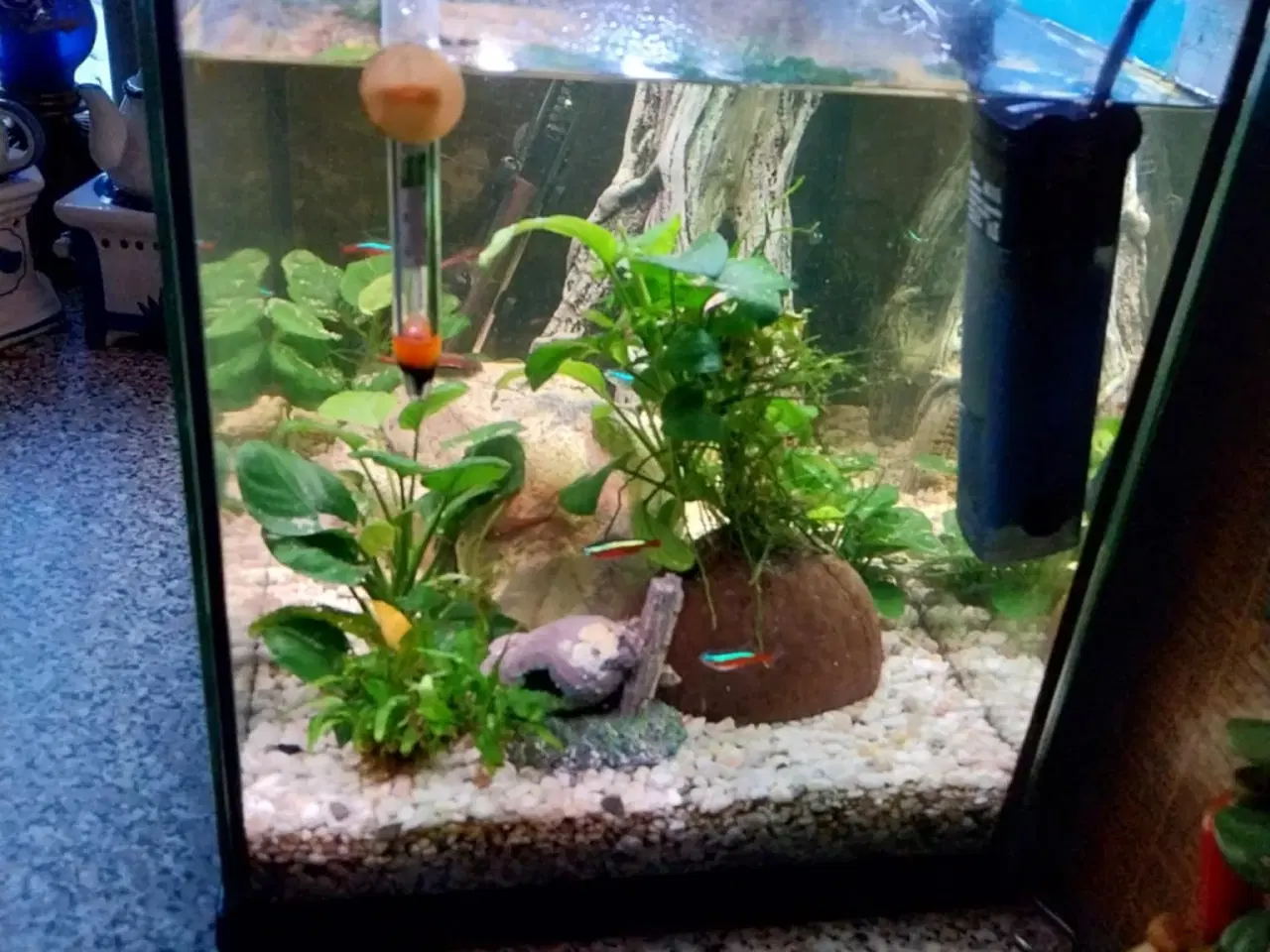 Billede 7 - Akvarie med fisk og tilbehør 