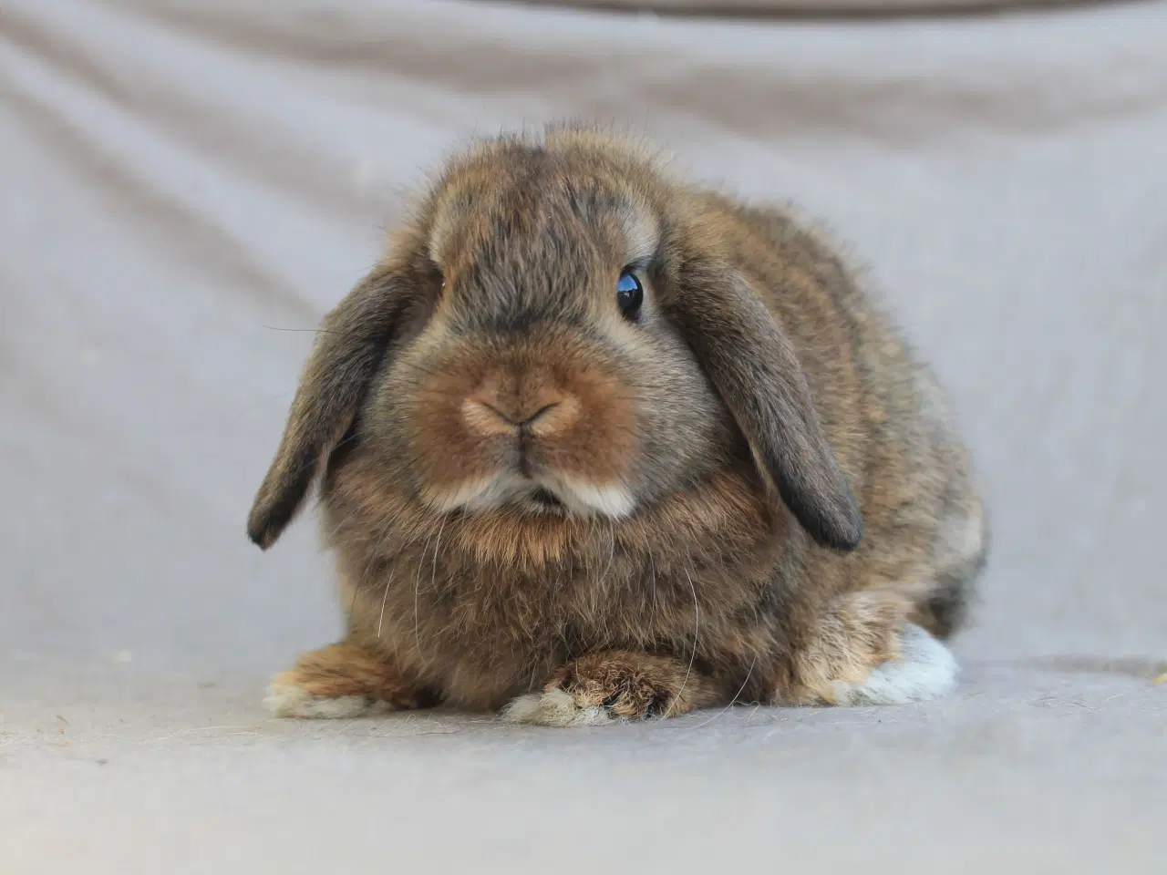 Billede 3 - Mini lop hankanin