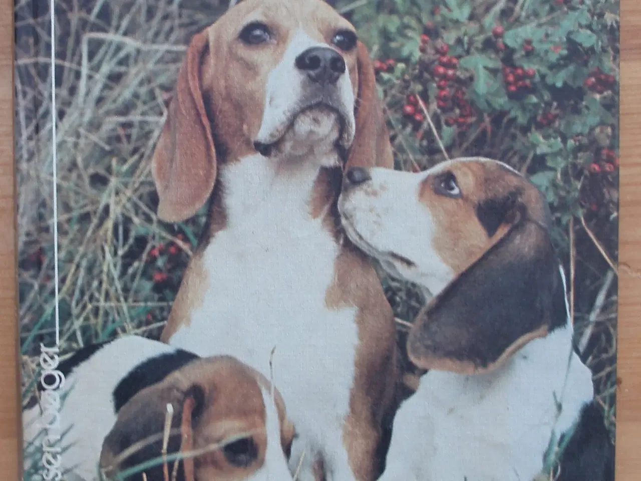 Billede 1 - Bogen om Beagle af I. C. Christensen