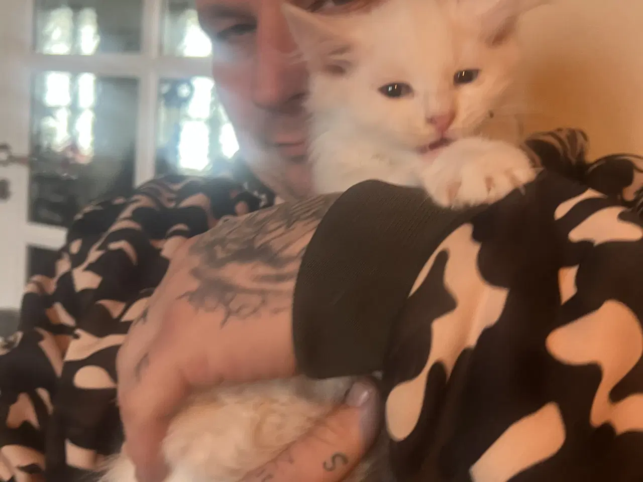 Billede 1 - Angora/norsk skovkat killinger 