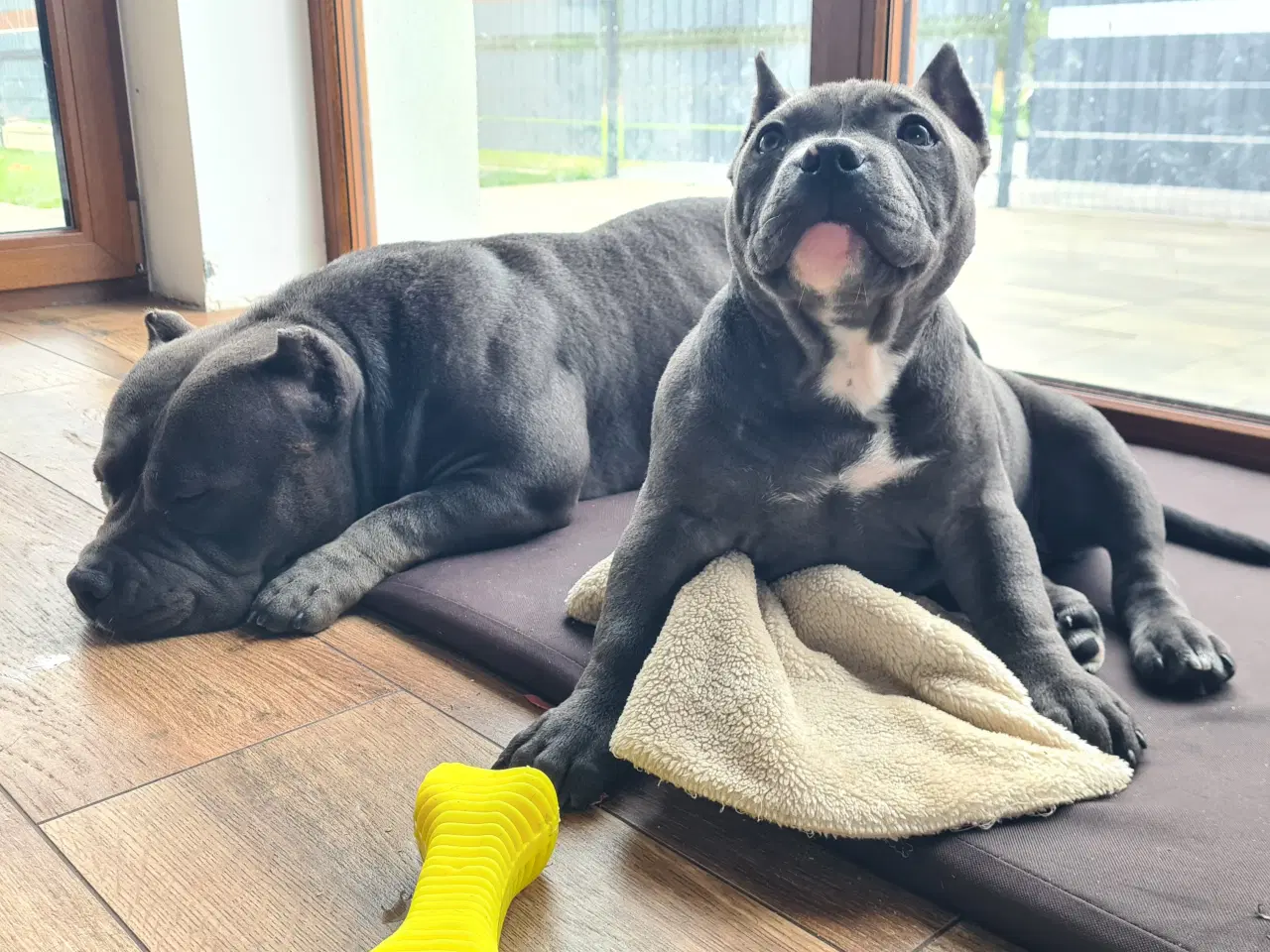 Billede 7 - American Bully Tilbage 