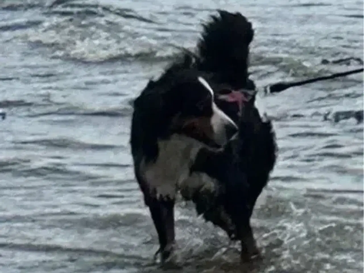 Billede 1 - Super sød familiehund søger nyt hjem