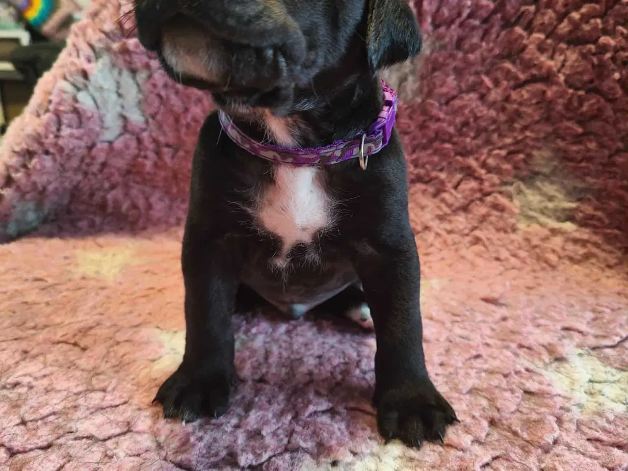 Billede 7 - Dejlige familie blandings basser