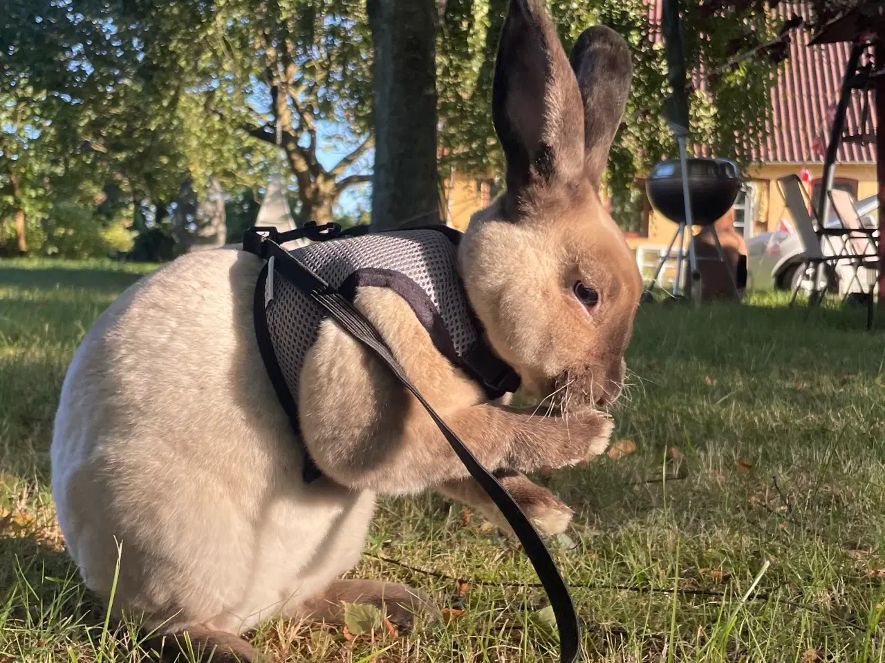 Billede 1 - Stampe søger nyt hjem🐰