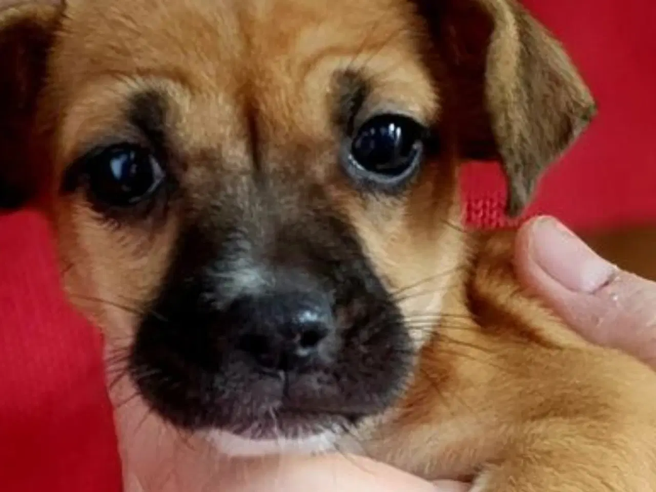 Billede 3 - Lille Lizy 