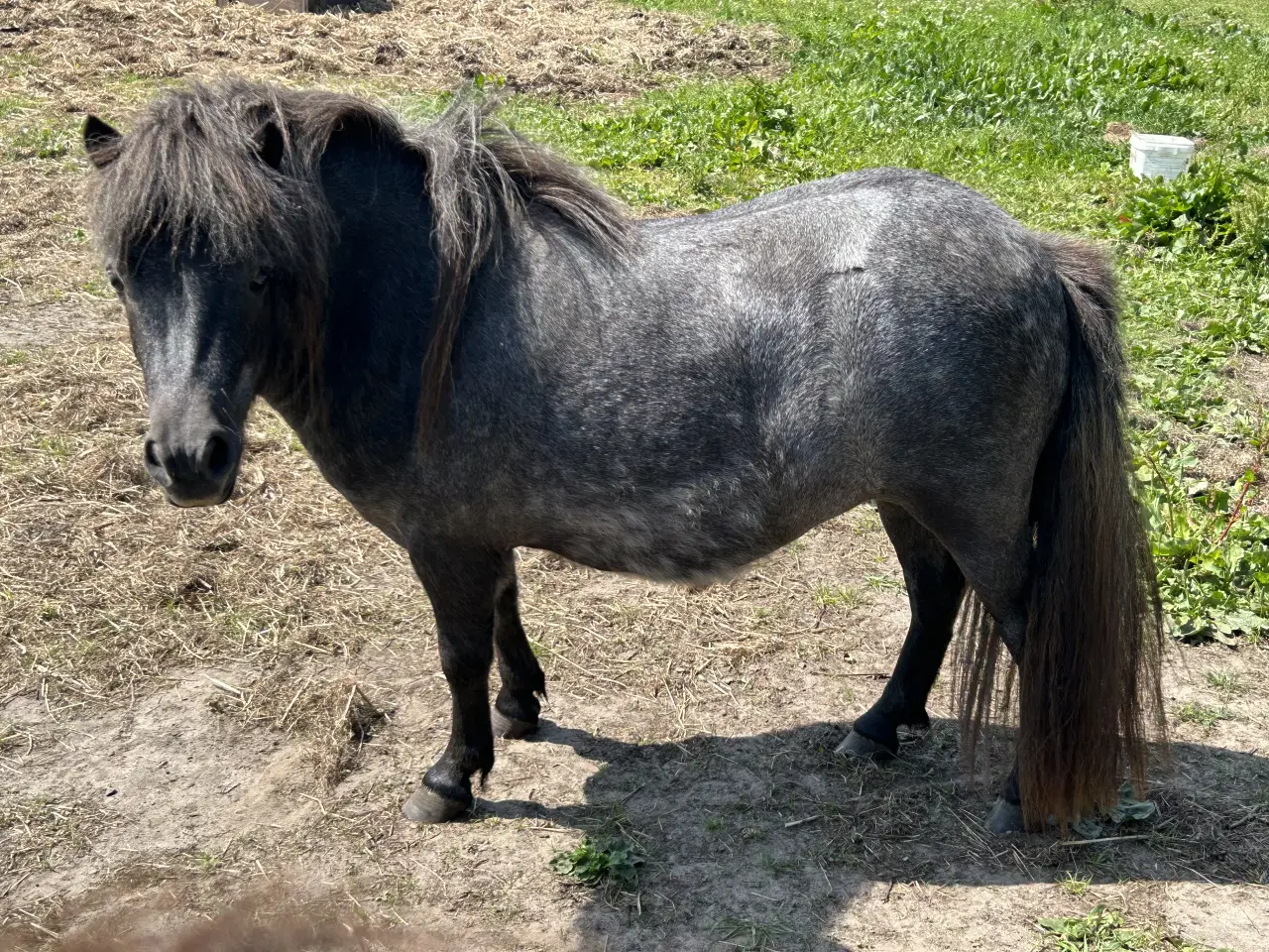 Billede 3 - Skimmel shetlænder hoppe med rødt pas 