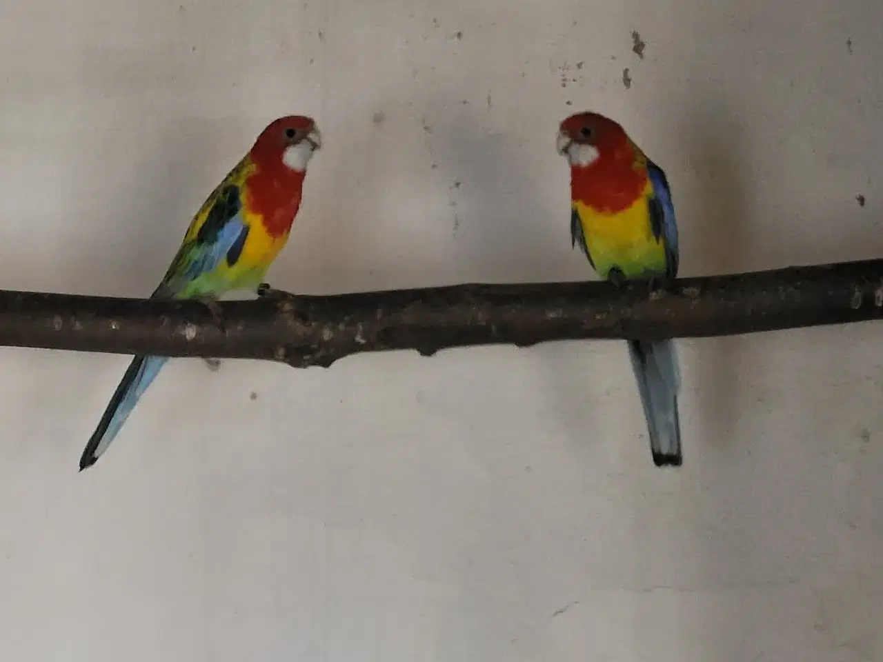 Billede 1 - Gulrygget Rosella