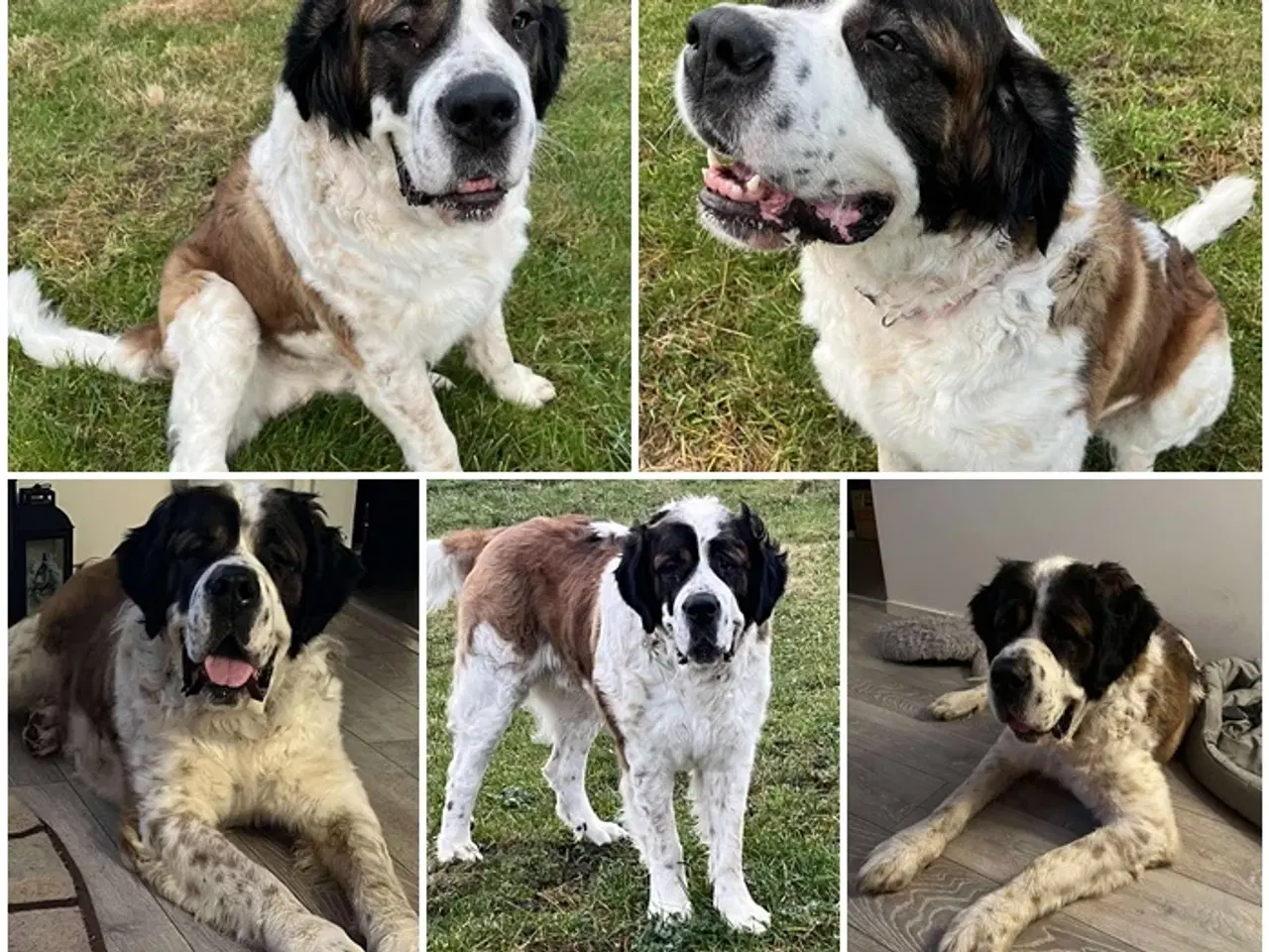 Billede 1 - Bamse søger hjem