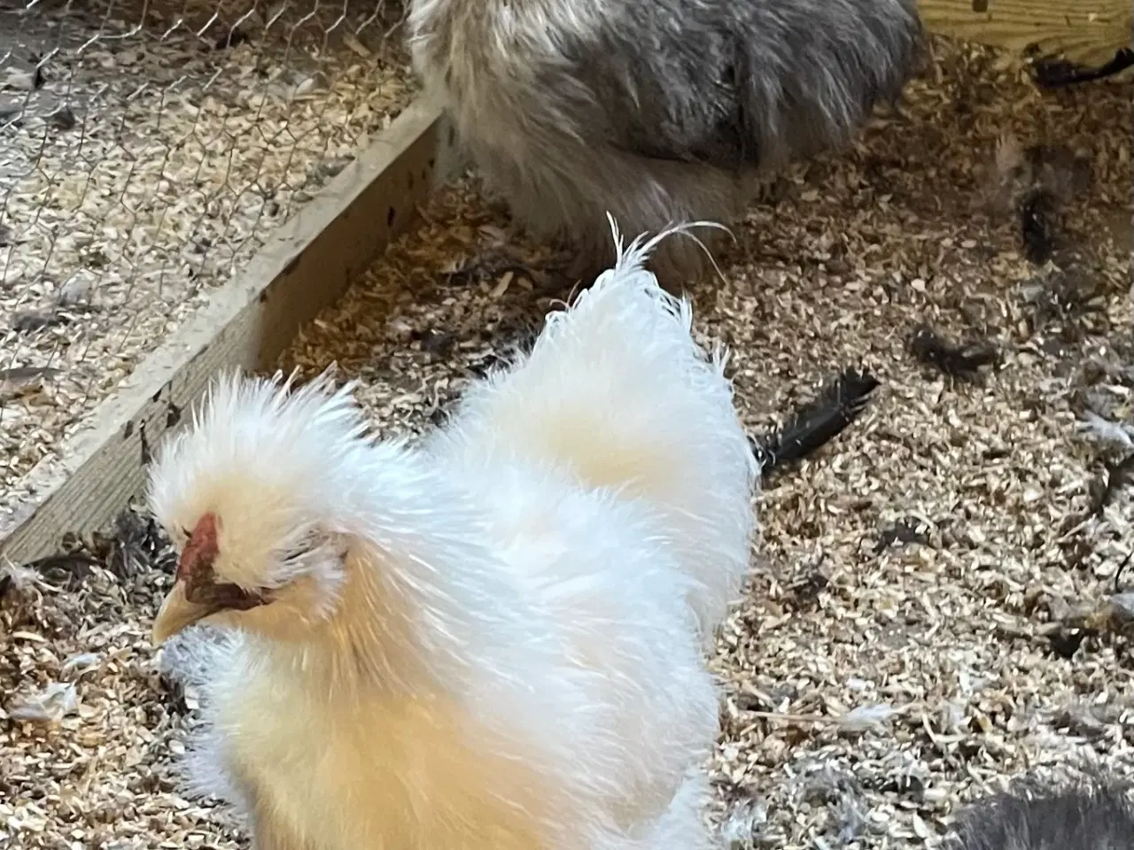 Billede 3 - Dværg silke høns, 1 stk. hane og 1 stk.høne sælges