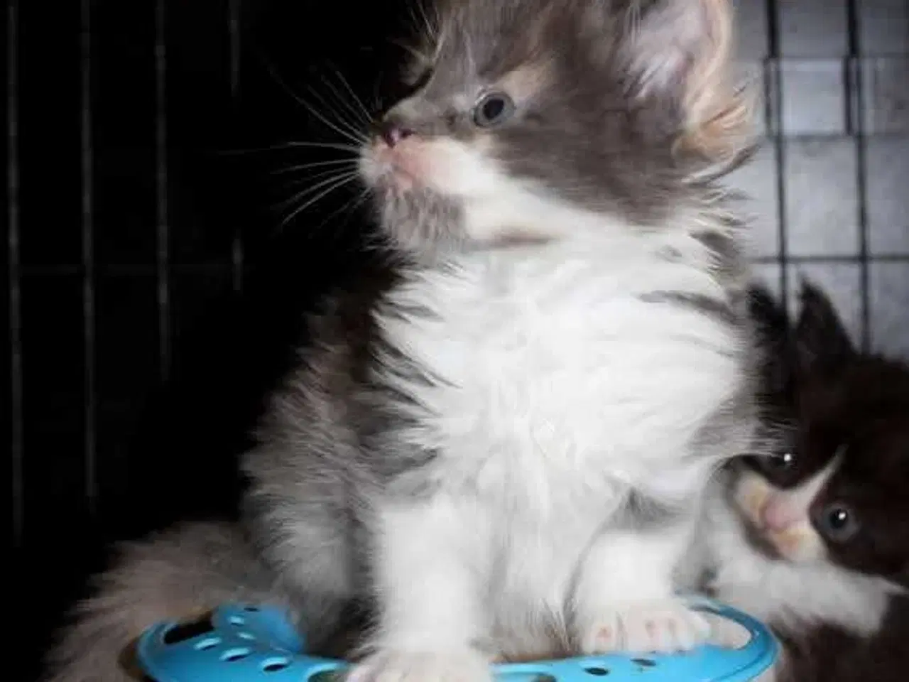 Billede 7 - Maine coon killinger med tavle