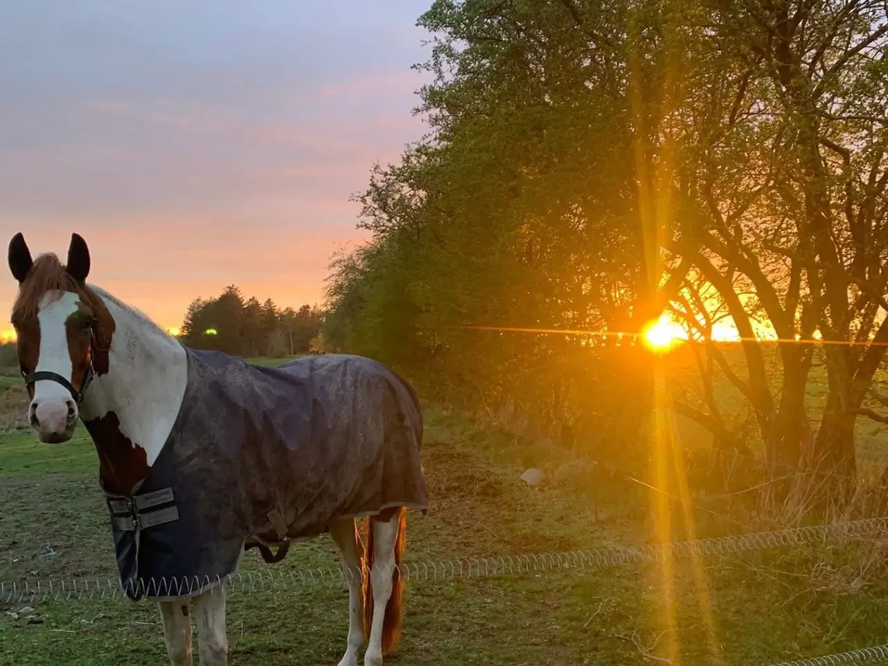 Billede 6 - Skønneste 4 års pinto vallak 