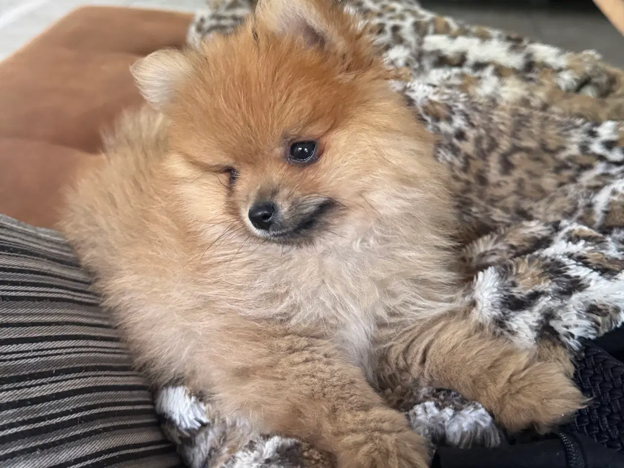 Billede 3 - Pomeranian hvalp
