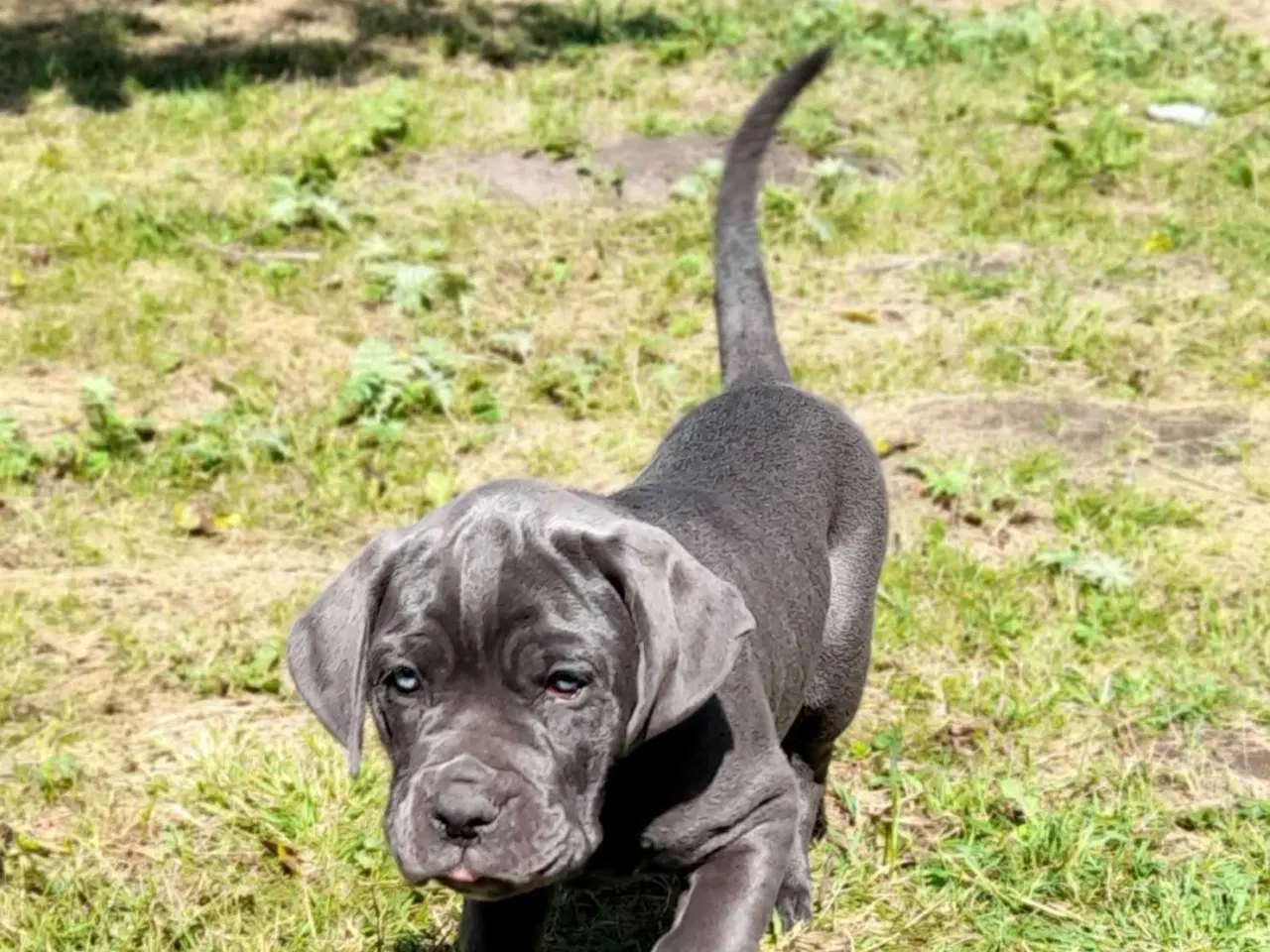 Billede 8 - Cane corso hvalpe