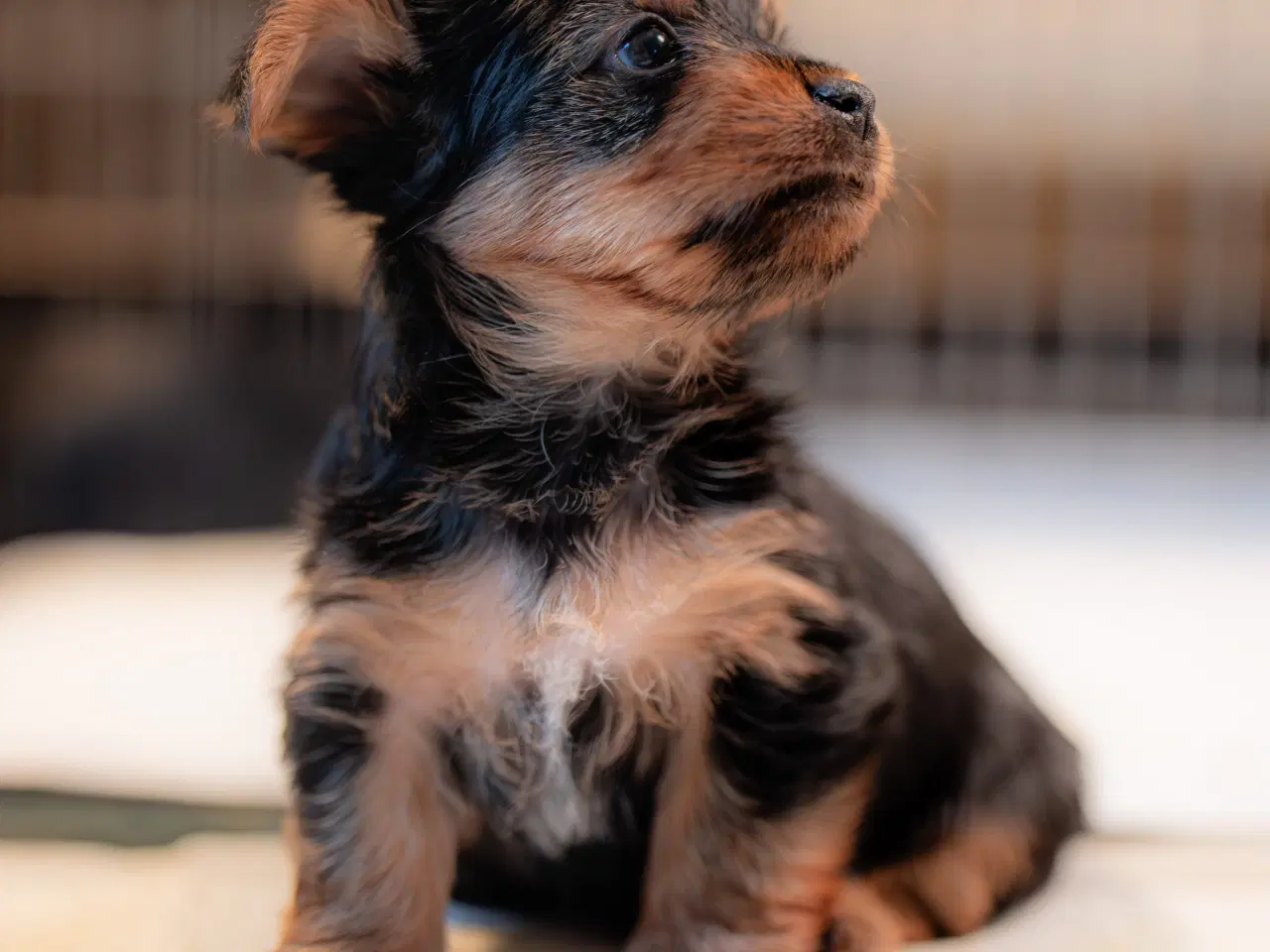 Billede 2 - Australsk silky terrier 