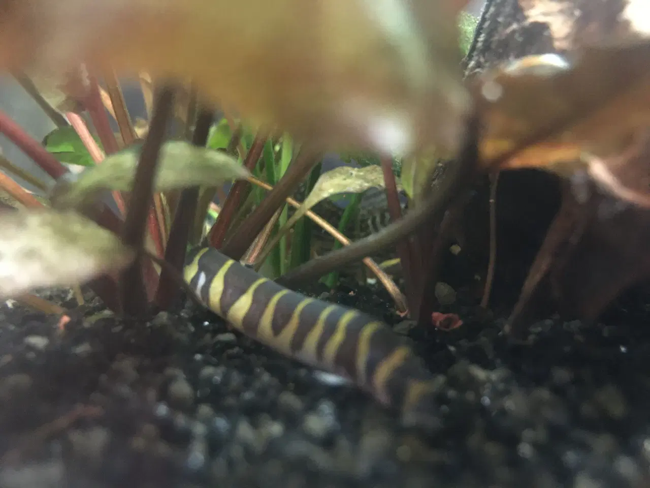 Billede 7 - Fint lille akvarium 