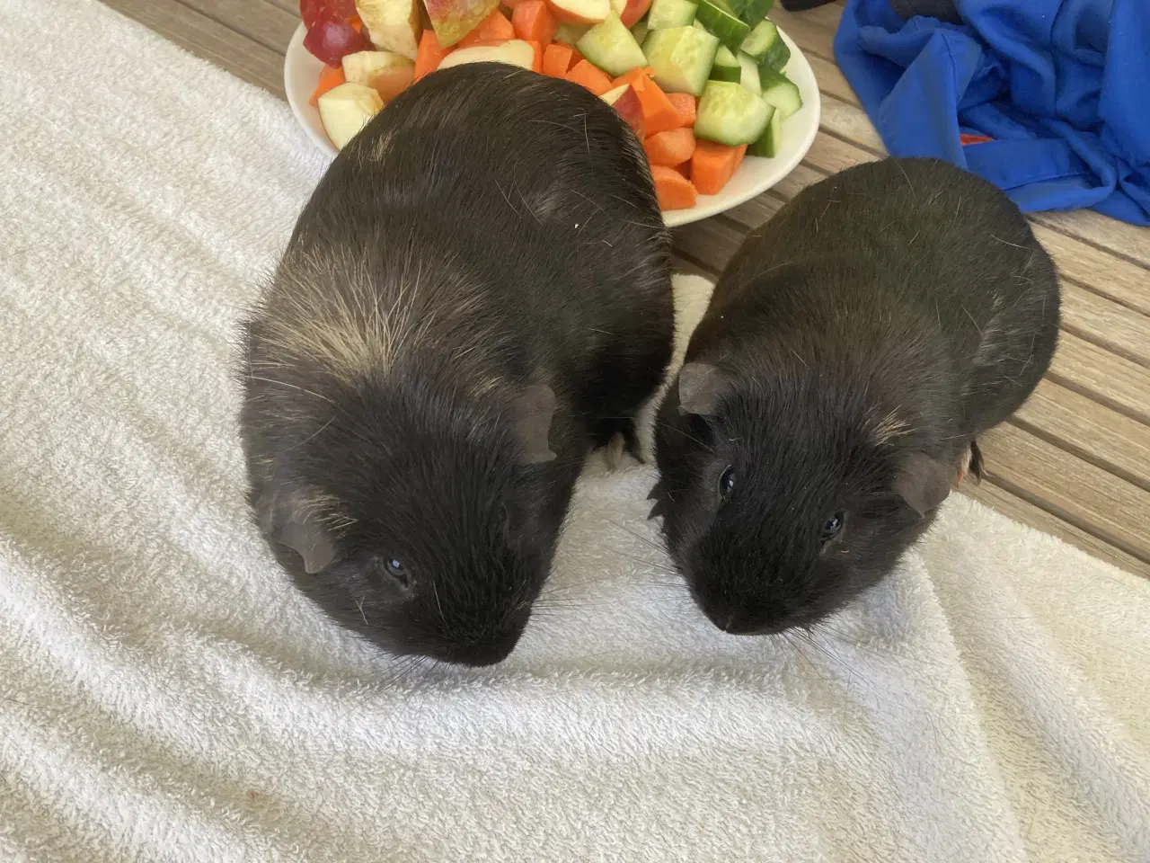 Billede 2 - Glathåret Marsvin 