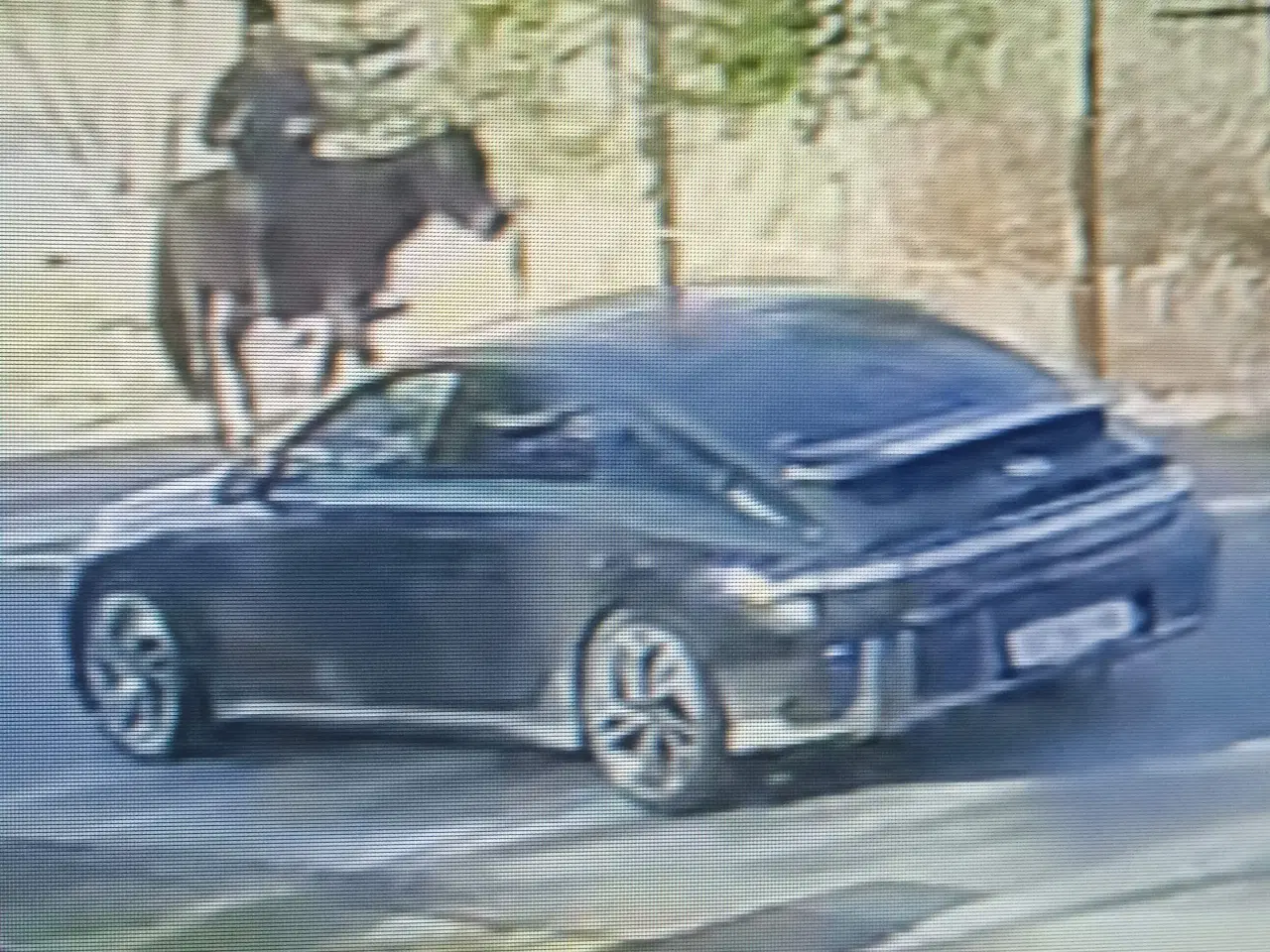 Billede 3 - Arabisk fuldblod Hingst 