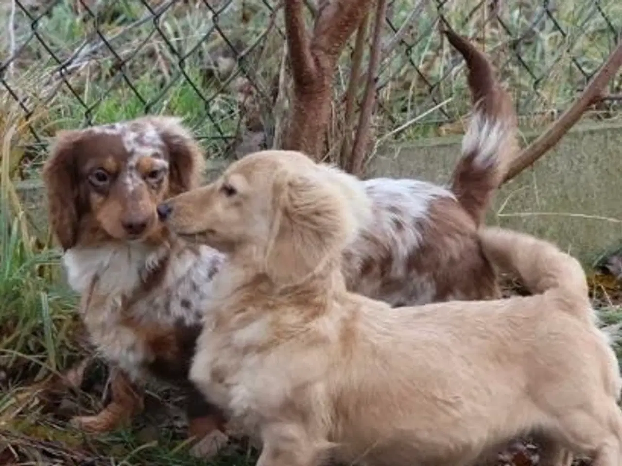 Billede 4 - Blonde gravhunde og alle farver – velkommen