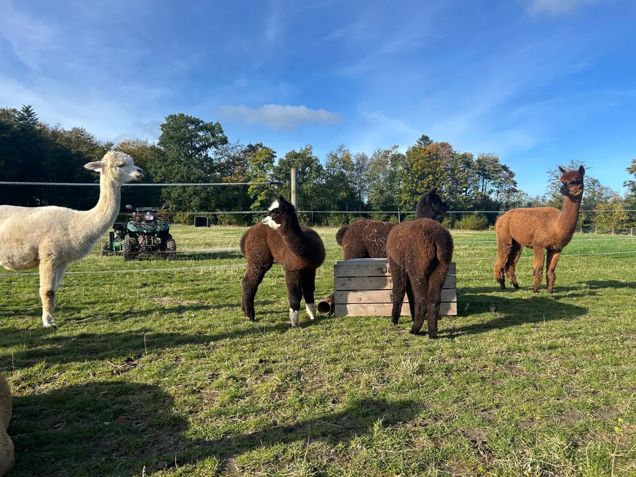 Billede 4 - Alpacahopper