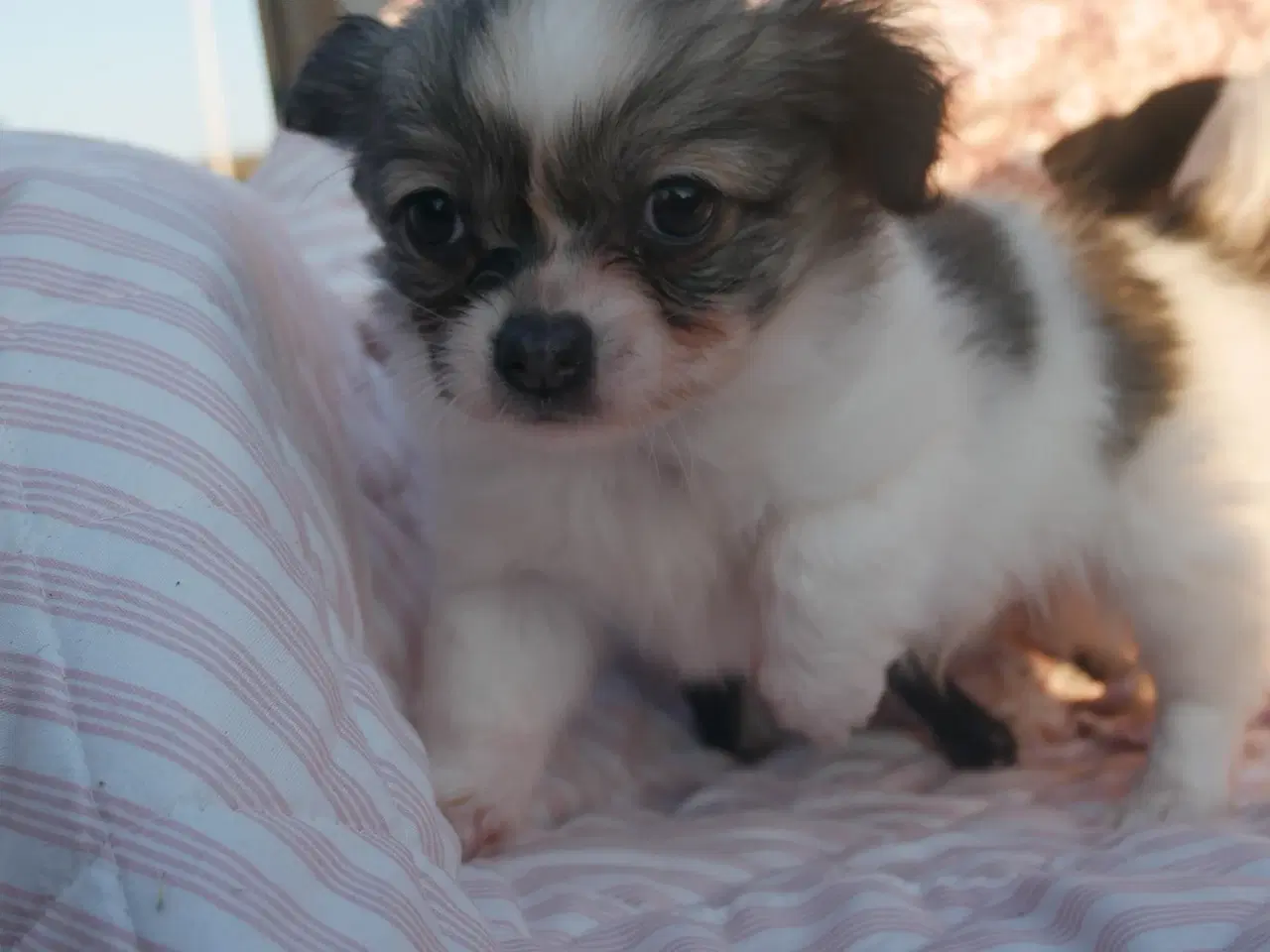 Billede 9 - Små, Superskønne pomchi hvalpe sælges