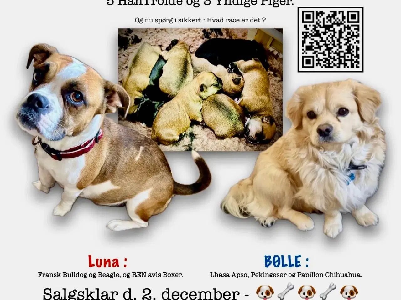 Billede 3 - Bull / Boxer / Beagle Blandnings Hvalpe