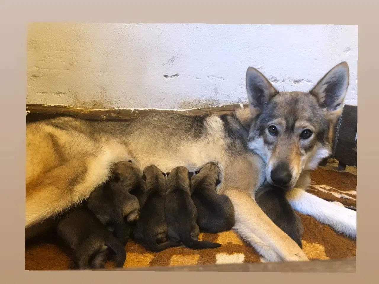 Billede 7 - Tjekkoslovakisk ulvehund/saarloos ulvehund hvalpe 