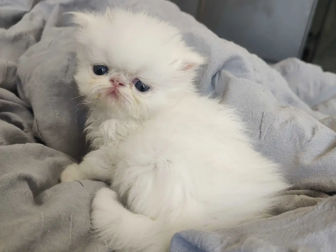 Billede 10 - Perser killinger 