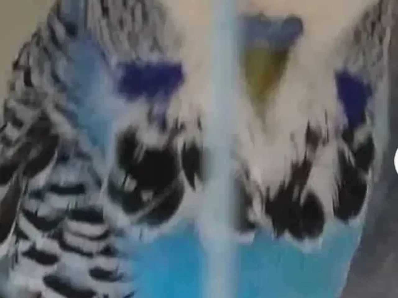 Billede 3 - Overskuds undulater 