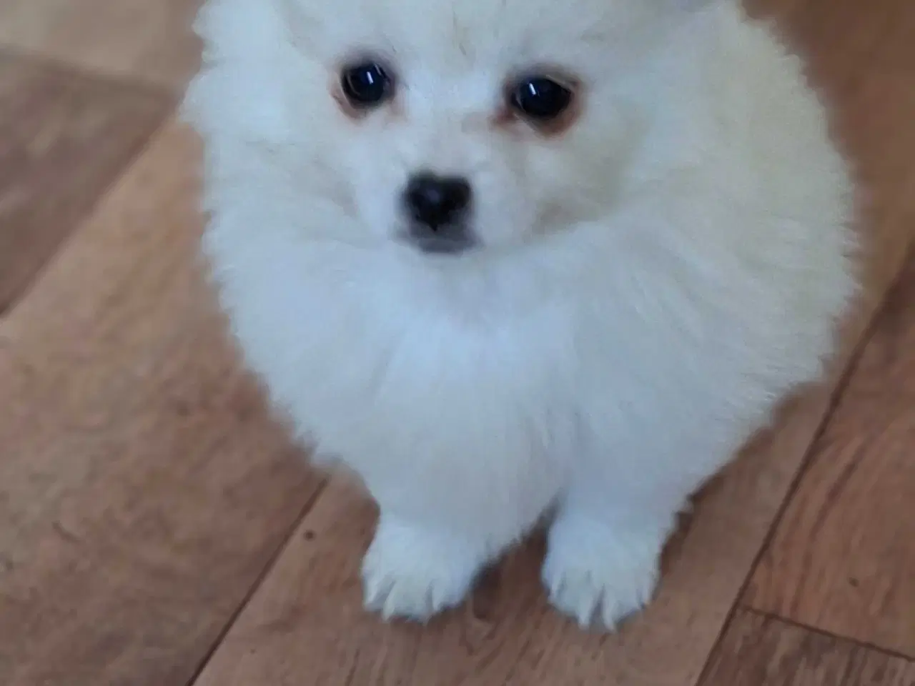 Billede 3 - Pomchi 2 hanner