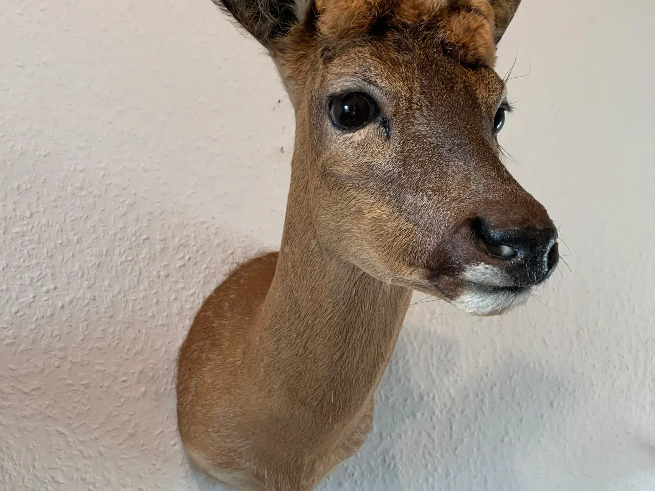 Billede 2 - Parykbuk skuldermonteret