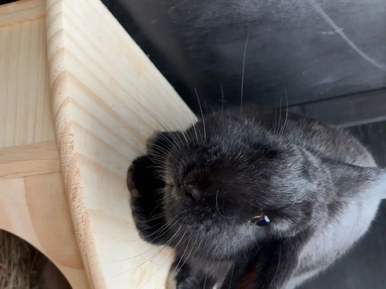 Billede 2 - Lille ozzy 