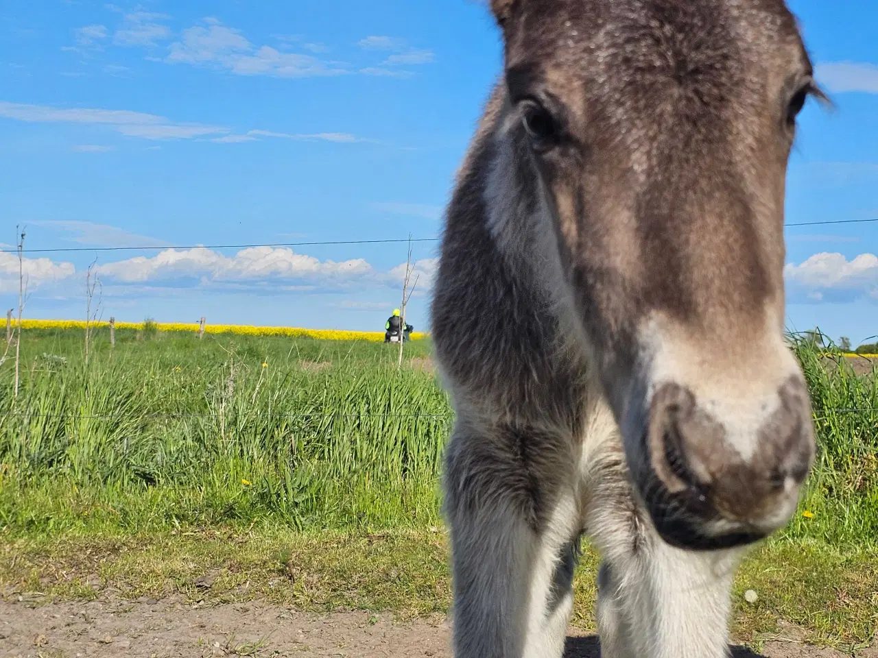 Billede 6 - Super lækkert hingsteføl💙