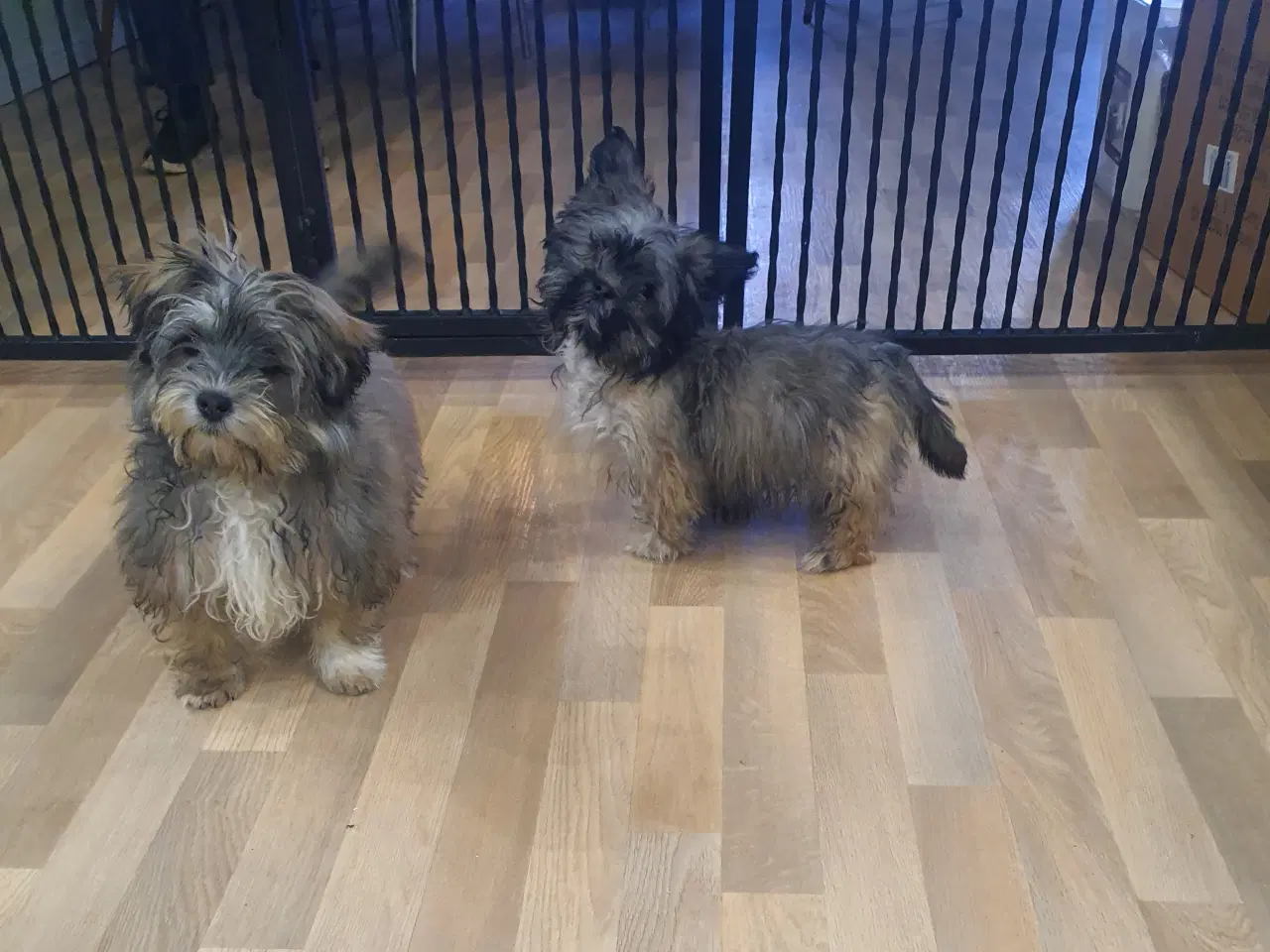 Billede 2 - Morkies hvalpe