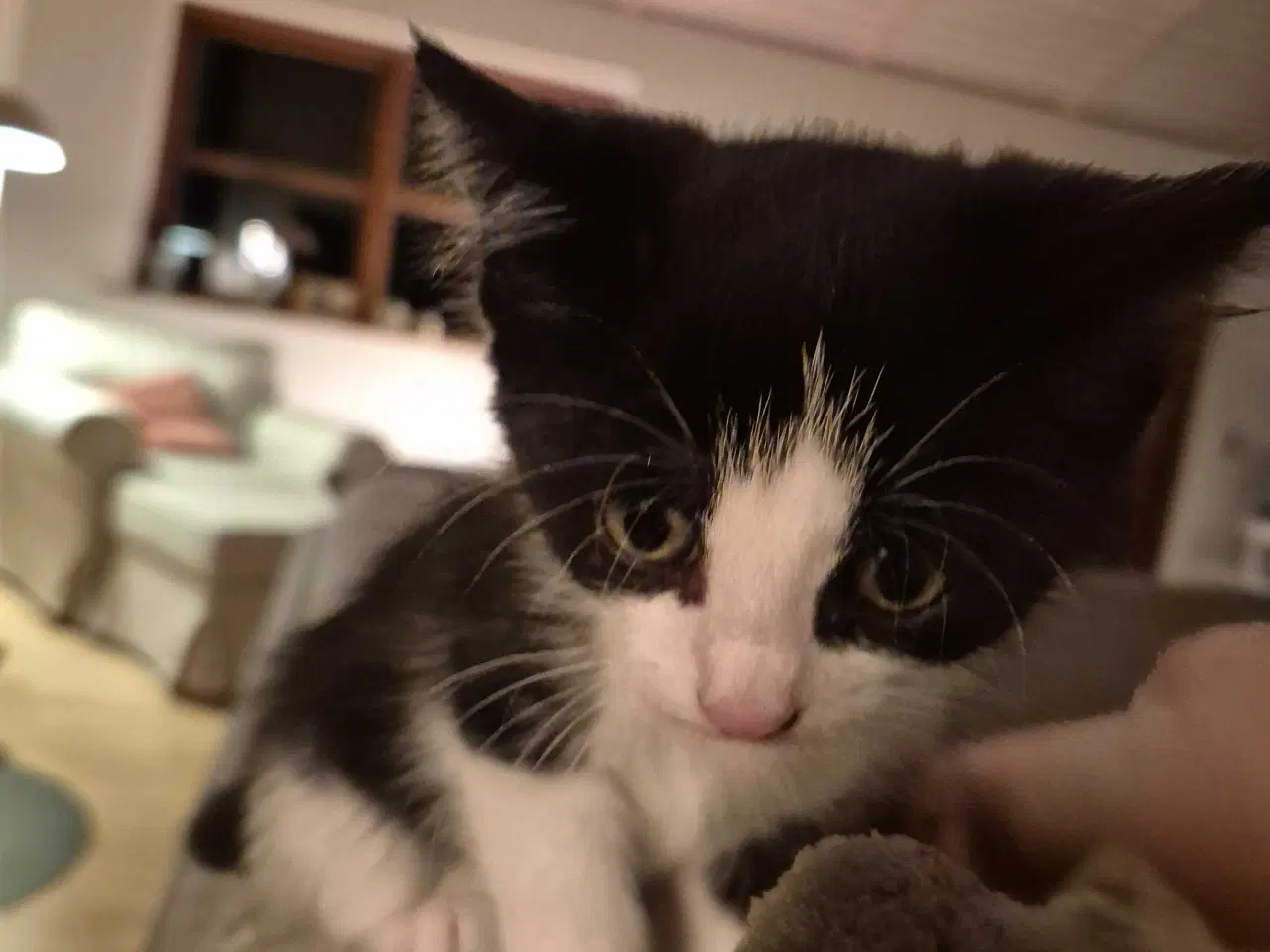 Billede 4 - Kattekilling, hun, 12 uge, sort/hvid