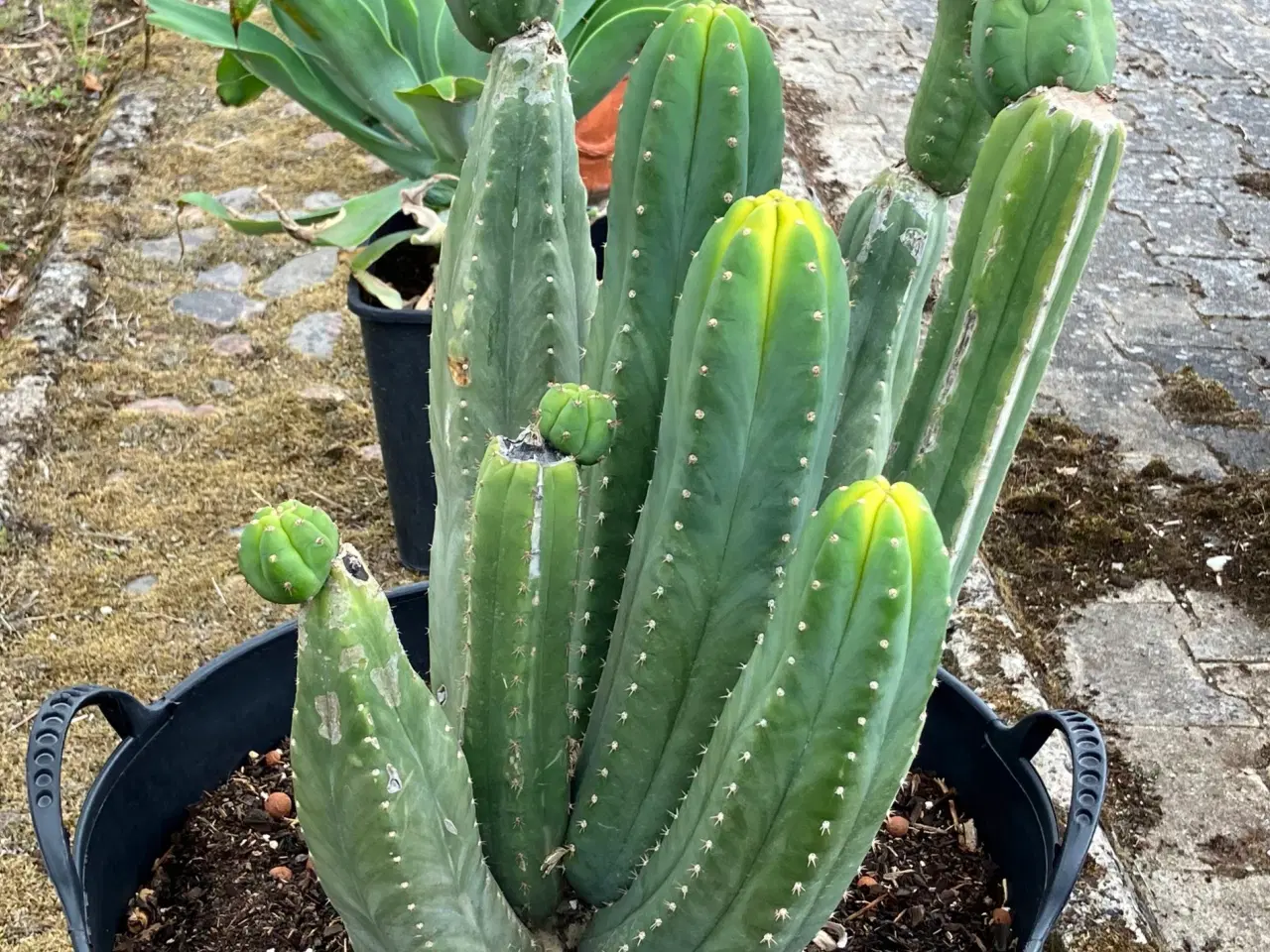 Billede 2 - Kaktuser
