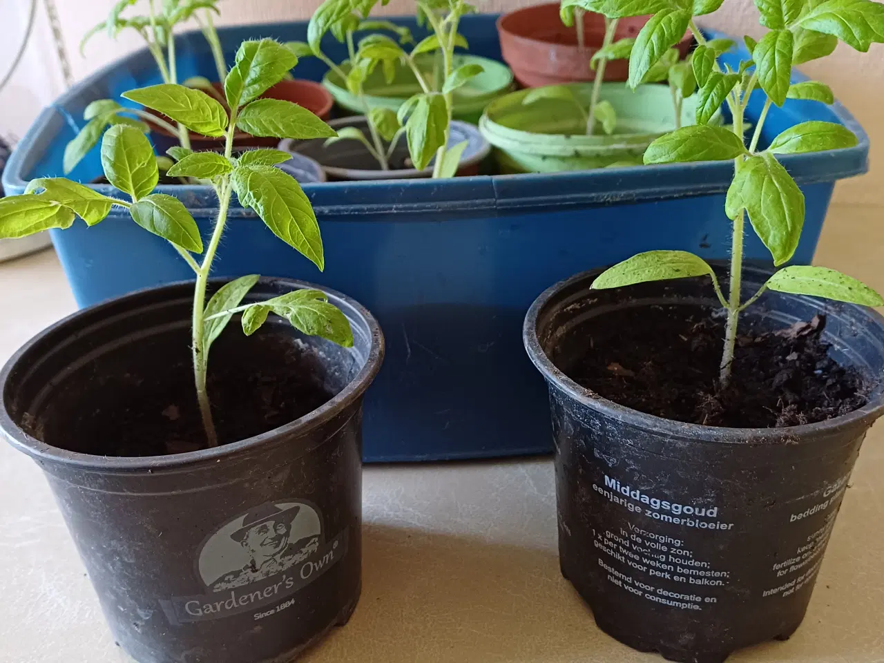 Billede 4 - Tomatplanter mange forskellige