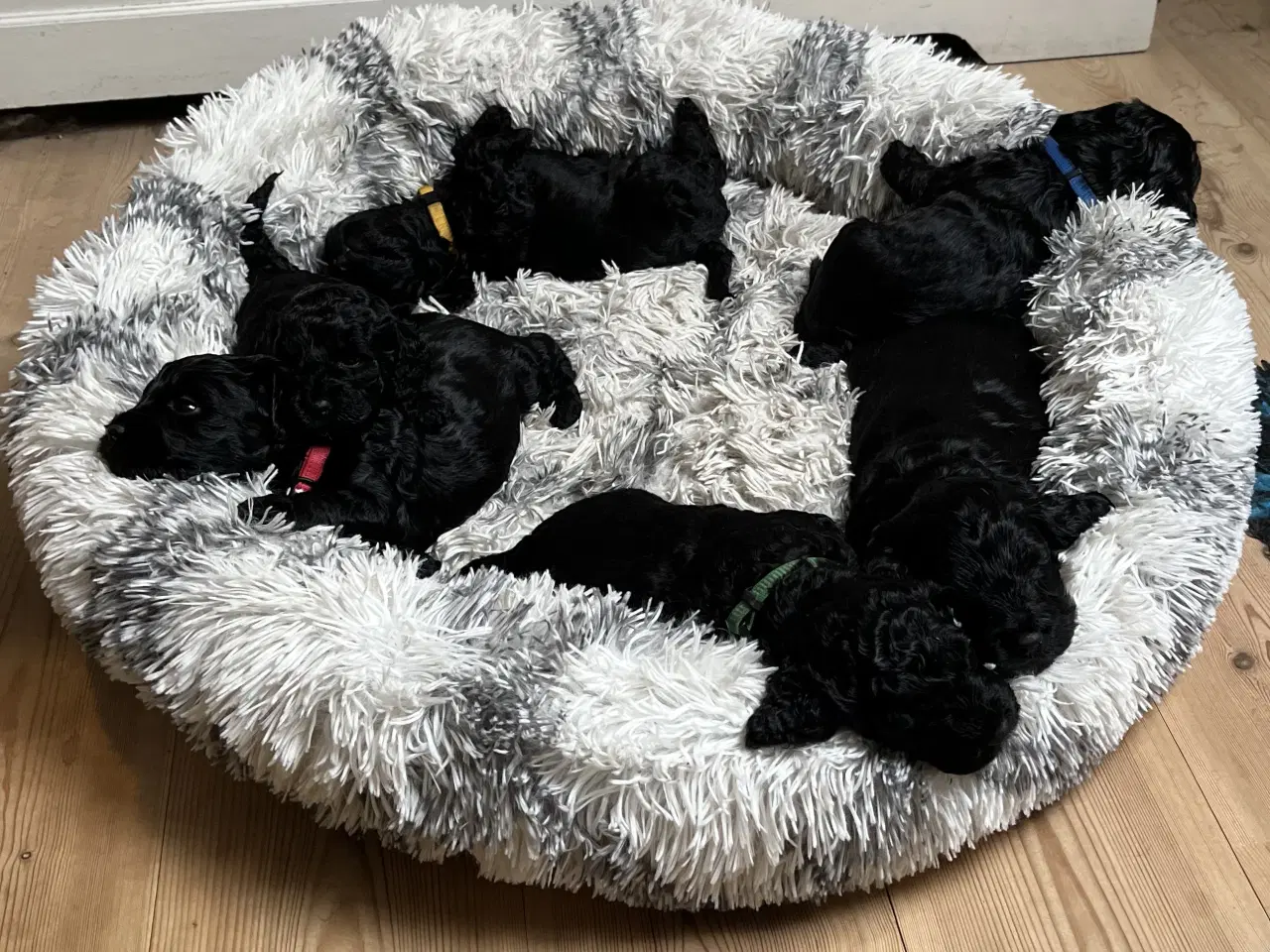 Billede 2 - Cockapoo hvalpe søger nye hjem