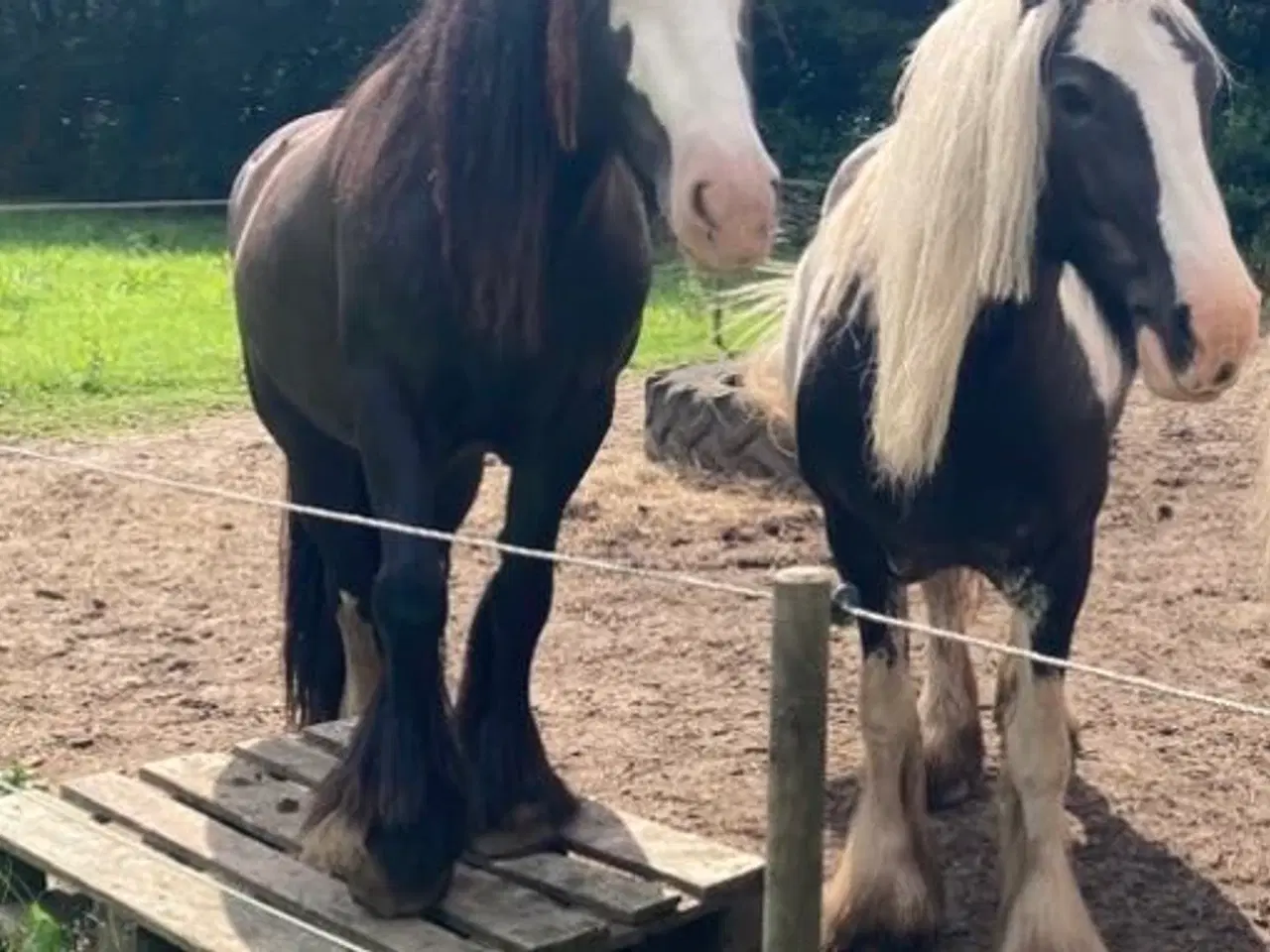 Billede 8 - Irish cob hoppe