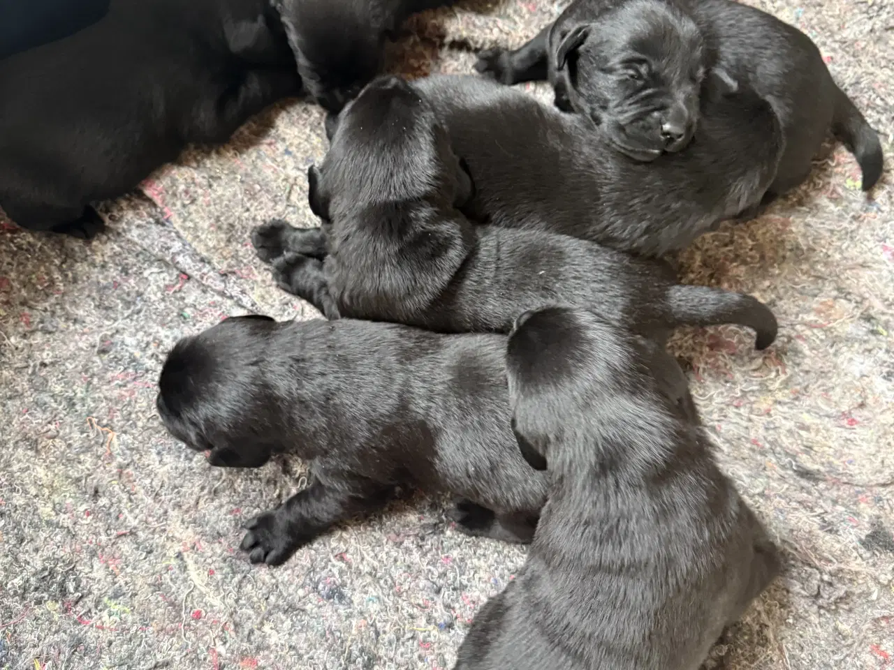 Billede 4 - Labrador hvalpe