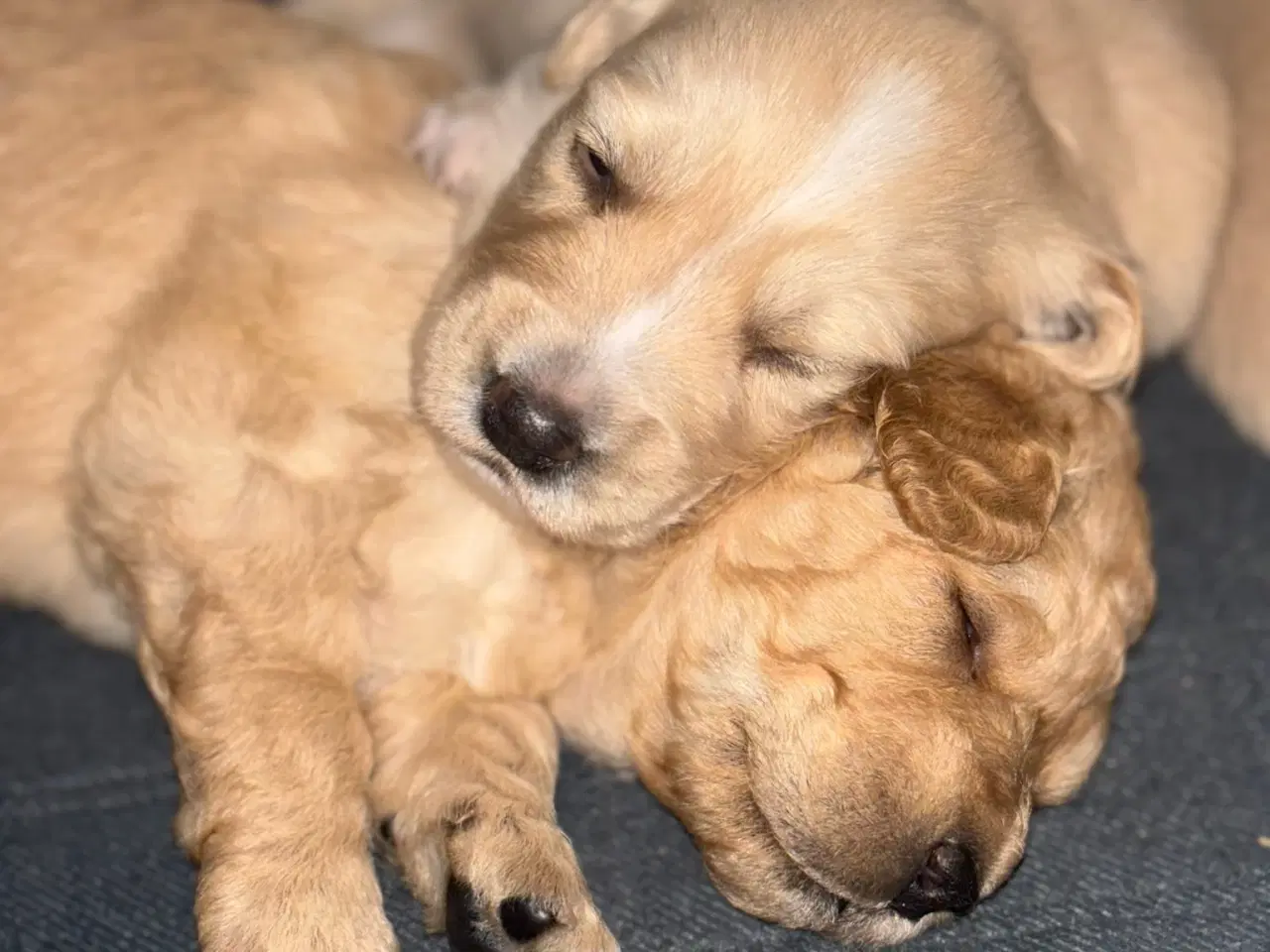 Billede 5 - Lys Labrador hvalp (labradoodle)