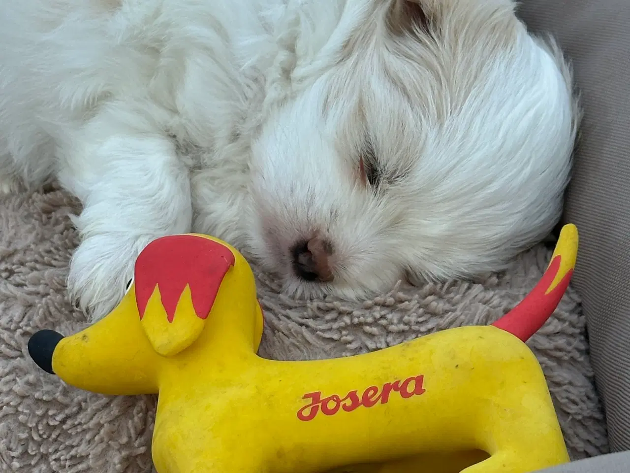 Billede 3 - Hundehvalp boomer (shih szu & Malteser). 