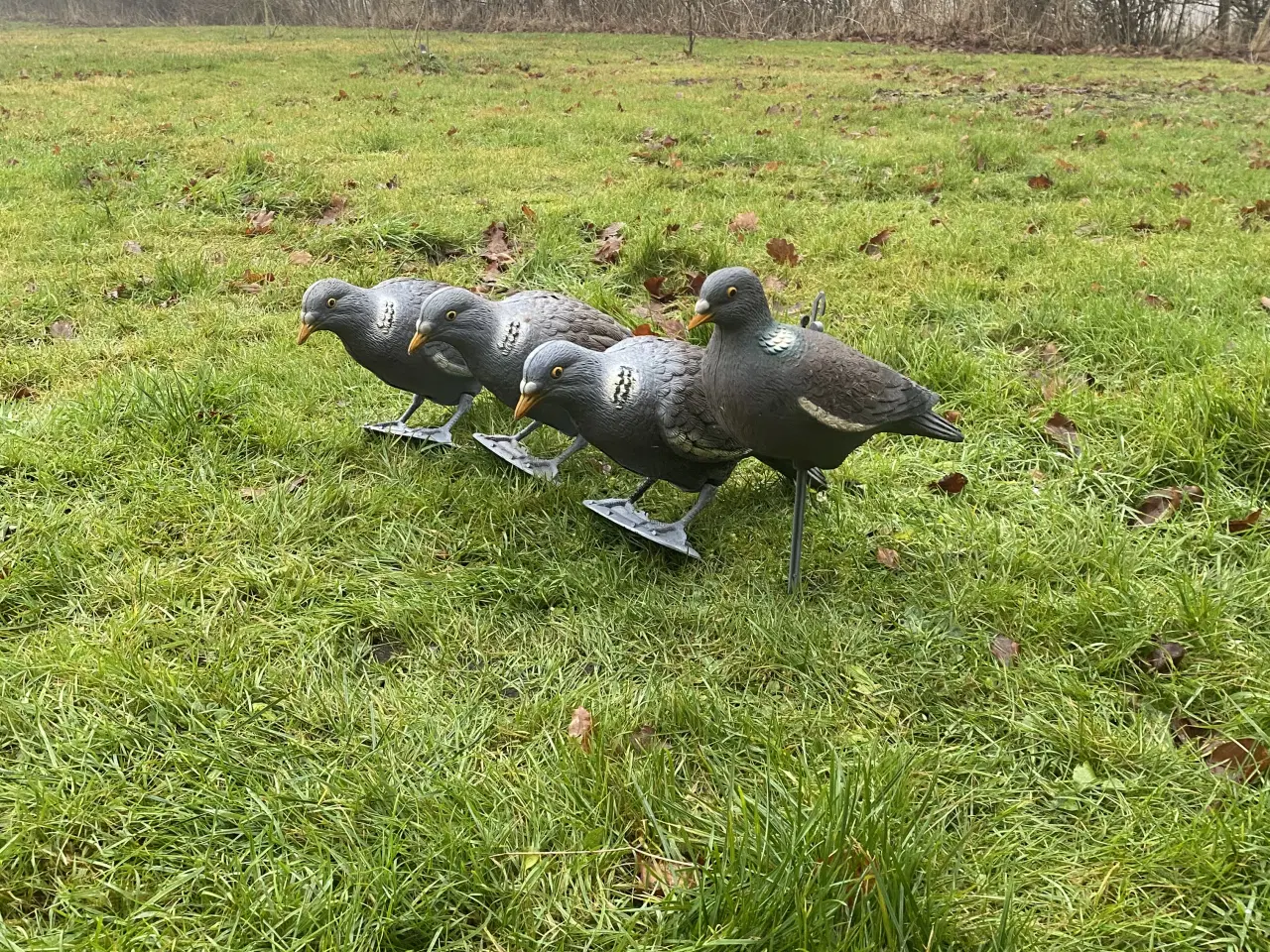 Billede 1 - Lokkeduer til jagt