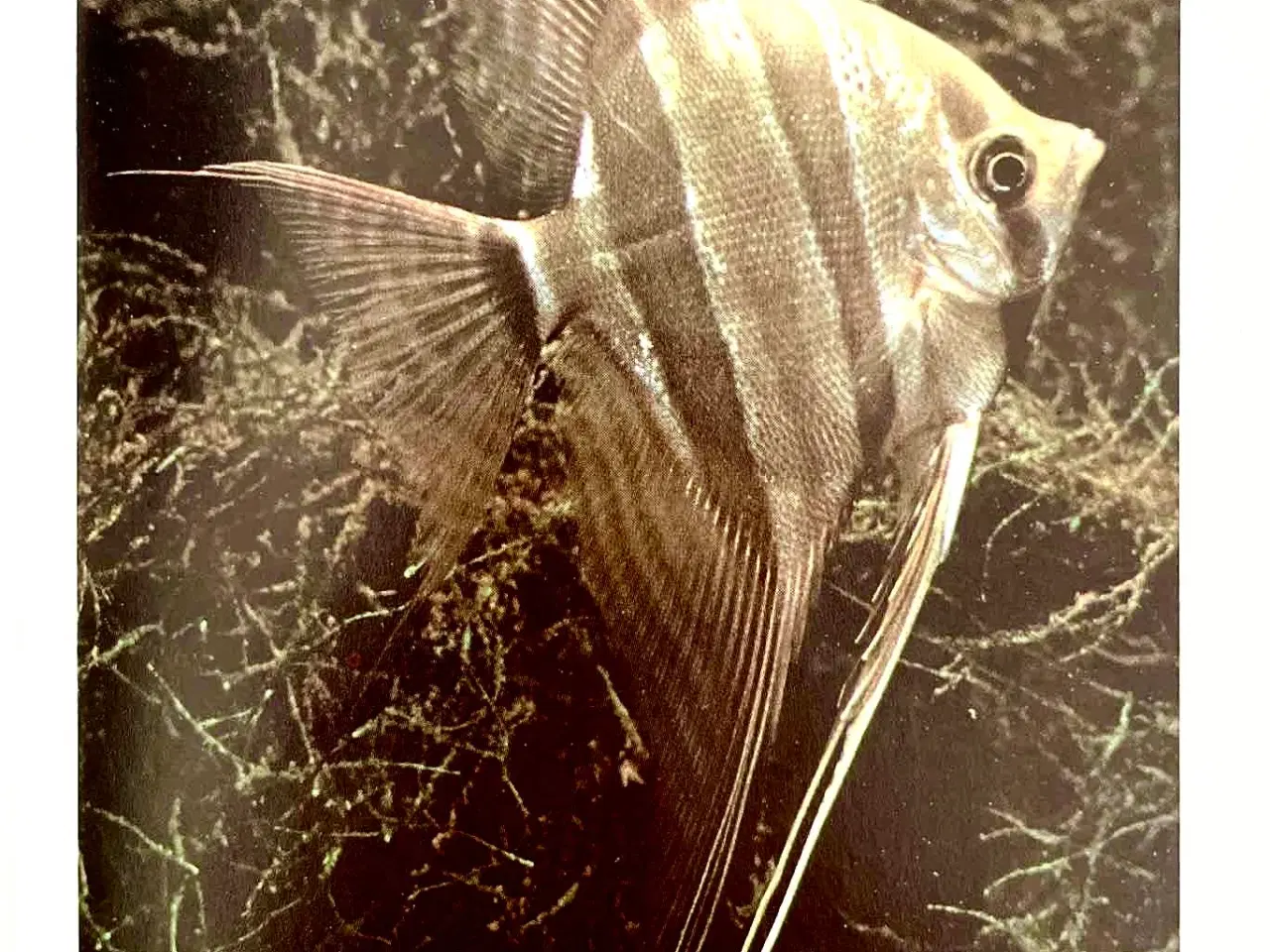 Billede 3 - Cichlide-akvarier Benny B. Larsen 