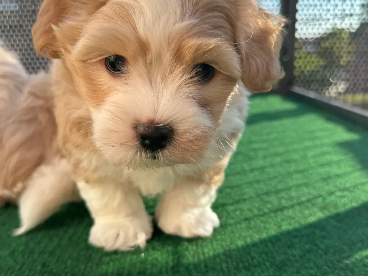 Billede 2 - Coton de tulear/shih tzu hunde hvalpe 