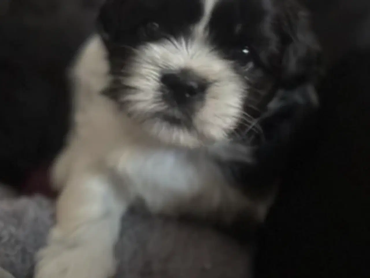 Billede 13 - Shih Tzu hvalpe