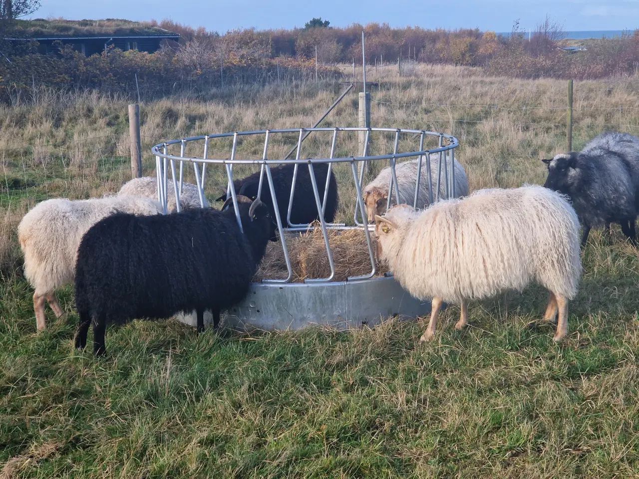 Billede 1 - Islandske får og lam