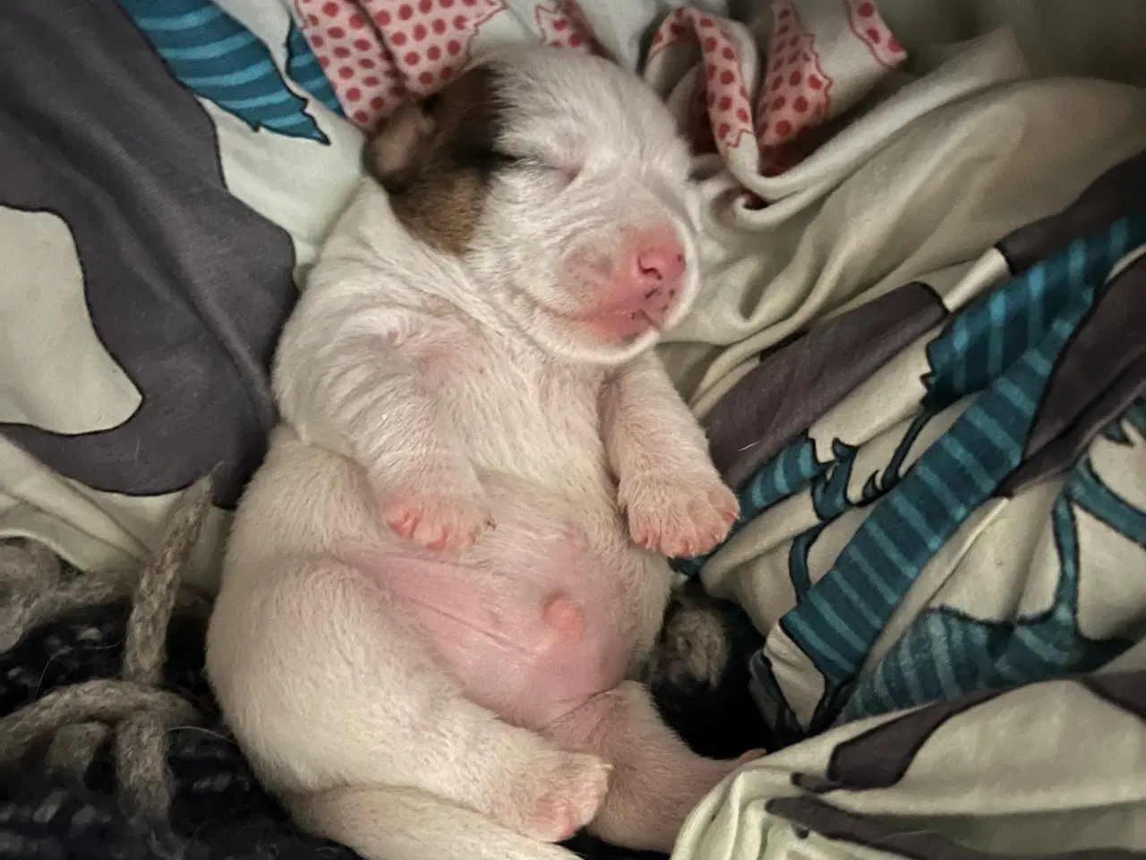 Billede 6 - Jack russel hvalp