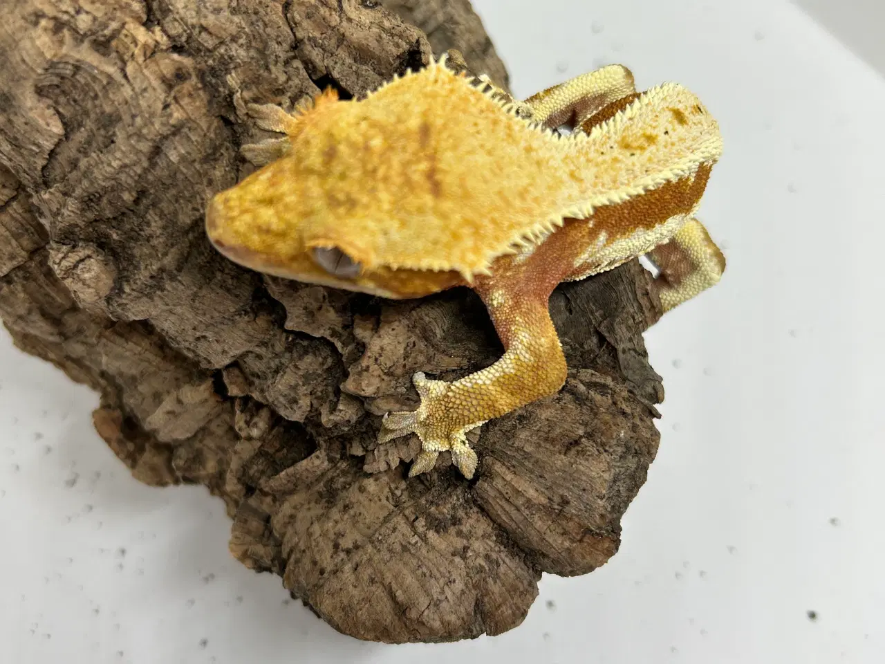 Billede 5 - Lilly White kronegekko han