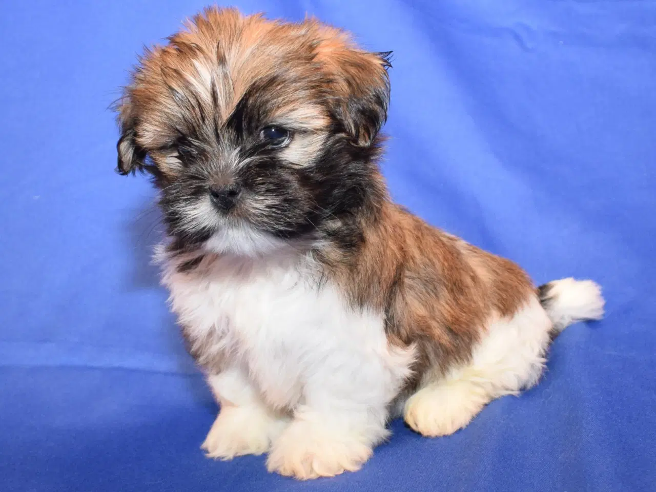 Billede 1 - Lhasa Apso  hvalpe