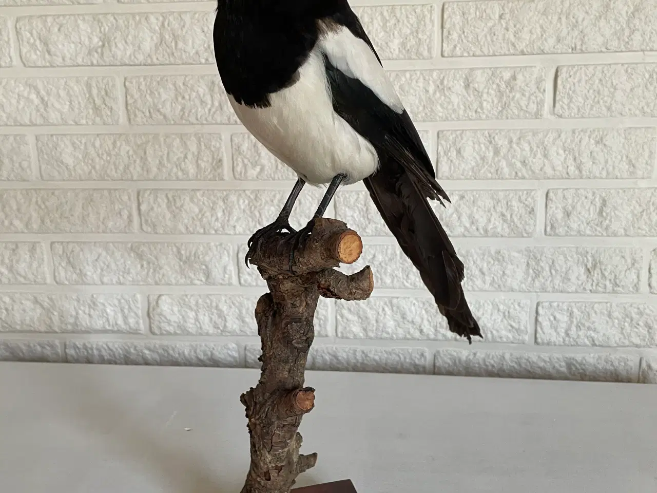 Billede 2 - Udstoppet husskade